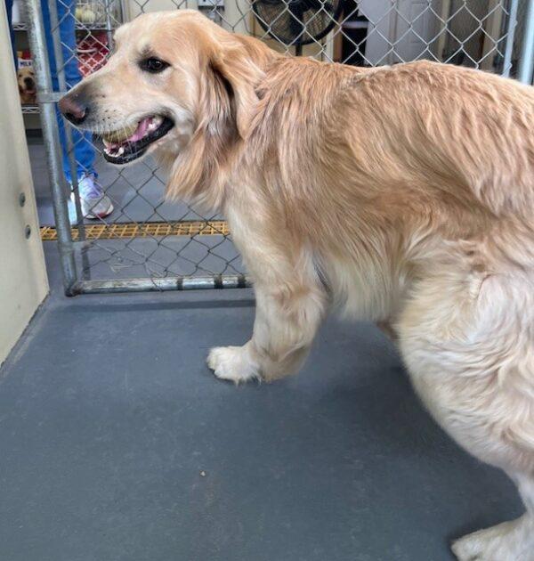 ADOPTED 2/9/24!!  Duke-3 years old (Male) - Image 3