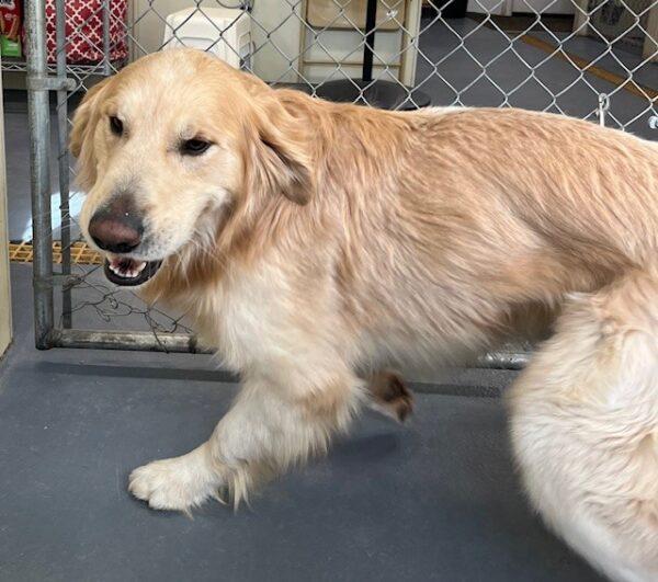 ADOPTED 2/9/24!!  Duke-3 years old (Male) - Image 4