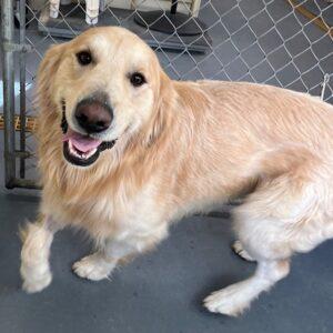 ADOPTED 2/9/24!!  Duke-3 years old (Male)
