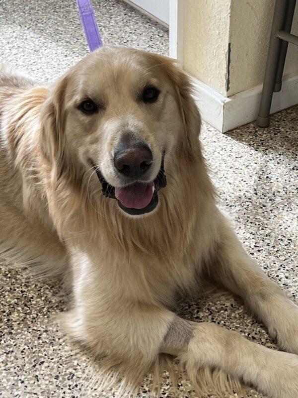 ADOPTED 2/9/24!!  Duke-3 years old (Male) - Image 13