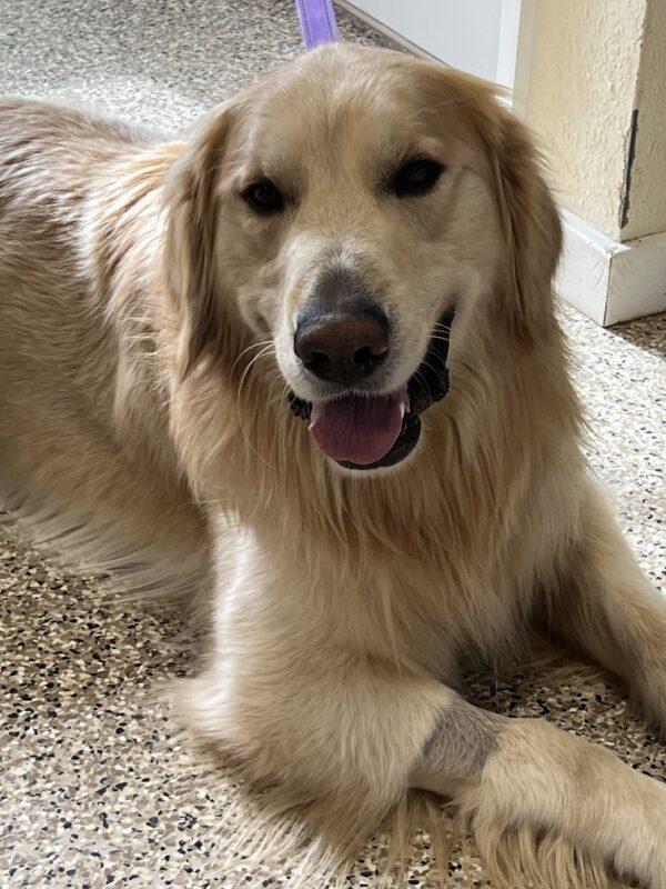 ADOPTED 2/9/24!!  Duke-3 years old (Male) - Image 14