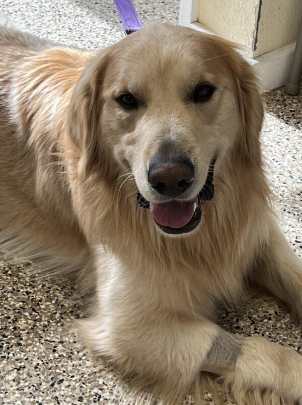 ADOPTED 2/9/24!!  Duke-3 years old (Male) - Image 8