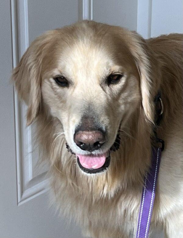 ADOPTED 2/9/24!!  Duke-3 years old (Male) - Image 10
