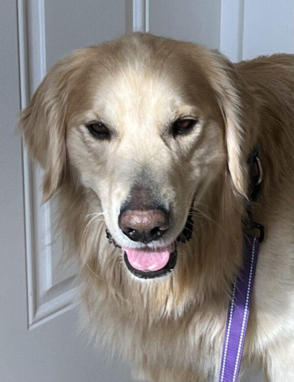 ADOPTED 2/9/24!!  Duke-3 years old (Male) - Image 6