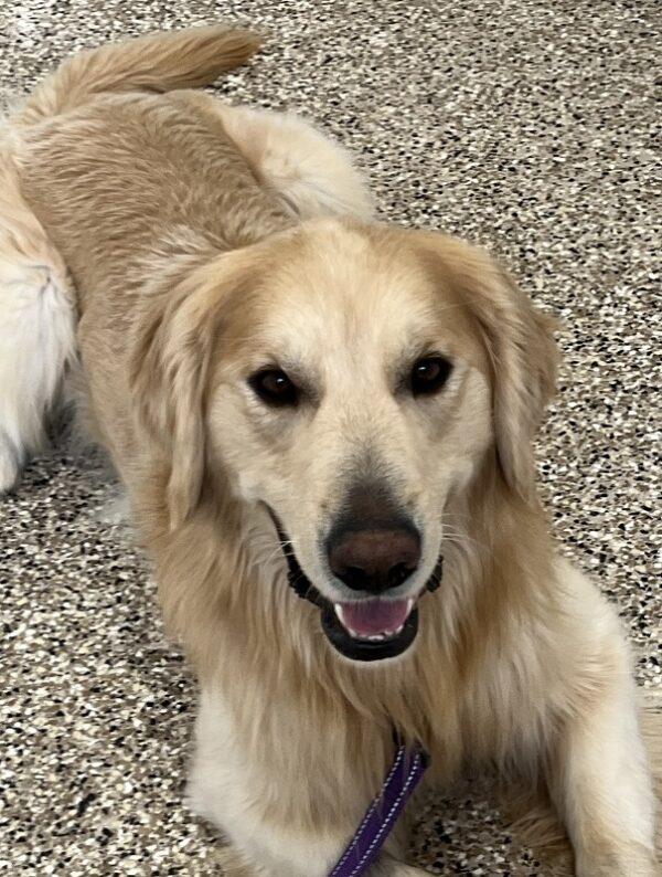 ADOPTED 2/9/24!!  Duke-3 years old (Male) - Image 12