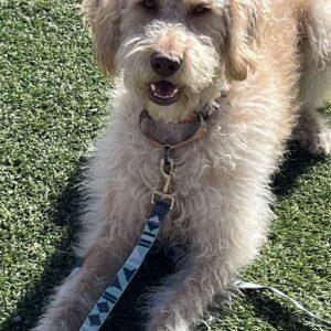 ADOPTED 2/18/24!!! Vanelope-2 years old (Female) Goldendoodle