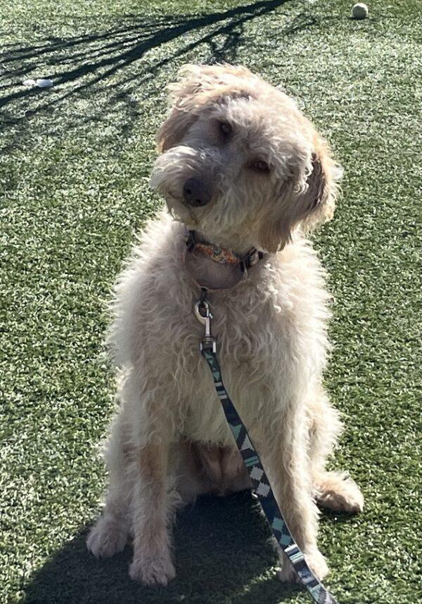 ADOPTED 2/18/24!!! Vanelope-2 years old (Female) Goldendoodle - Image 7