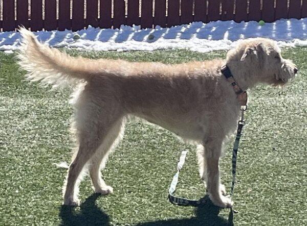 ADOPTED 2/18/24!!! Vanelope-2 years old (Female) Goldendoodle - Image 4