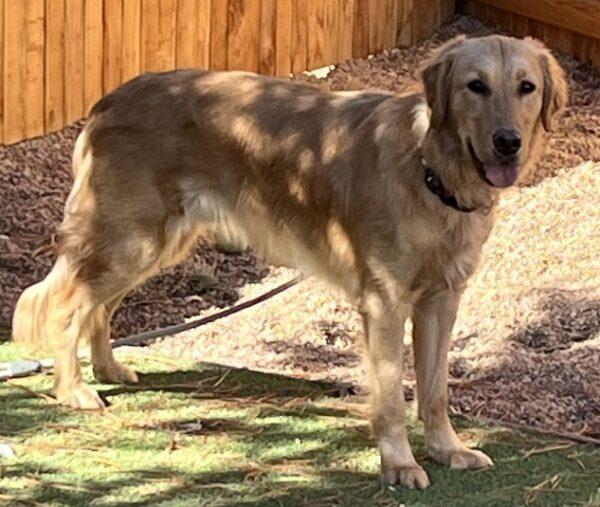 ADOPTED 4/1/24!!! Reggie- 4 years old (Male) - Image 7