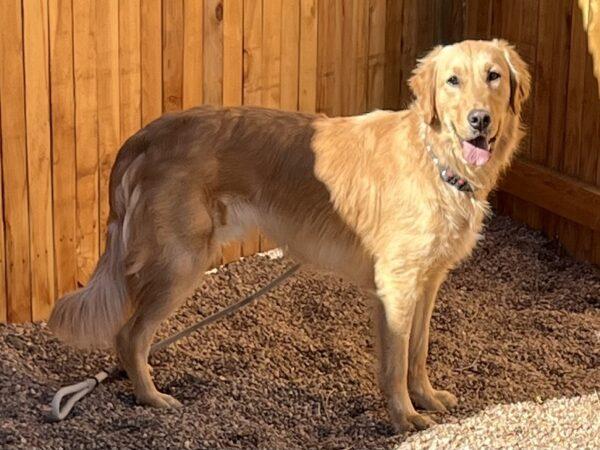 ADOPTED 4/1/24!!! Reggie- 4 years old (Male) - Image 2