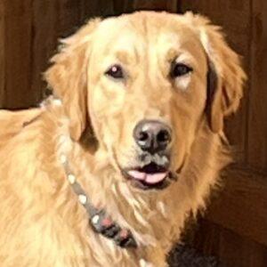 ADOPTED 4/1/24!!! Reggie- 4 years old (Male)