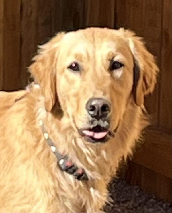 ADOPTED 4/1/24!!! Reggie- 4 years old (Male) - Image 8