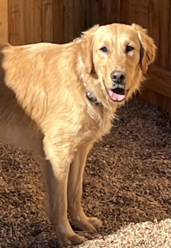 ADOPTED 4/1/24!!! Reggie- 4 years old (Male) - Image 5