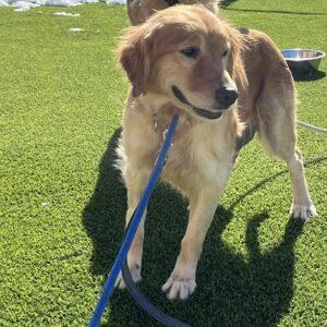ADOPTED 3/10/24!! Missy-5 years old (Female)