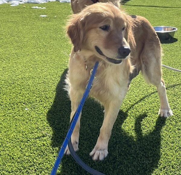 ADOPTED 3/10/24!! Missy-5 years old (Female)