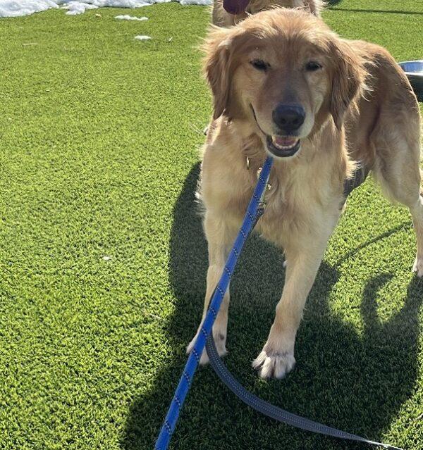 ADOPTED 3/10/24!! Missy-5 years old (Female) - Image 2