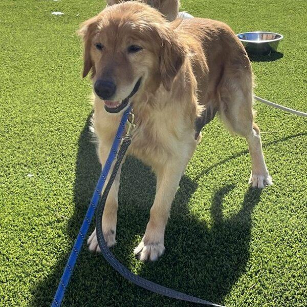 ADOPTED 3/10/24!! Missy-5 years old (Female) - Image 3