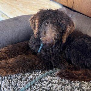 ADOPTED 3/16/24!!  Buddy-3 to 4 years old (Male) Mini doodle