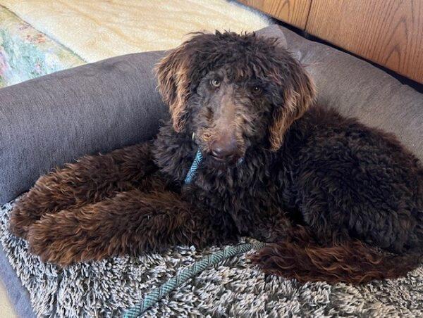 ADOPTED 3/16/24!!  Buddy-3 to 4 years old (Male) Mini doodle