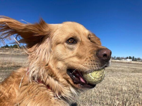 ADOPTED 3/21/24!!  Akua-2.5 years old (Male) - Image 2