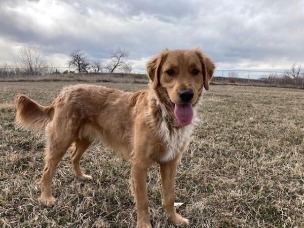 ADOPTED!!! Fig-2 years old (Male) - Image 2