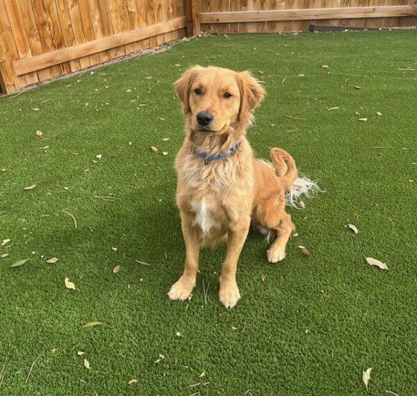 ADOPTED!!! Fig-2 years old (Male) - Image 6