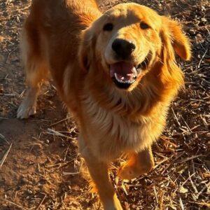 ADOPTED!! Cedar-2 years old (Male) GOLDEN ANGEL!!!