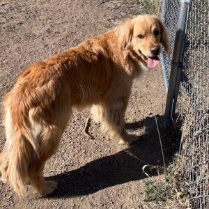 ADOPTED 3/21/24!!  Akua-2.5 years old (Male)
