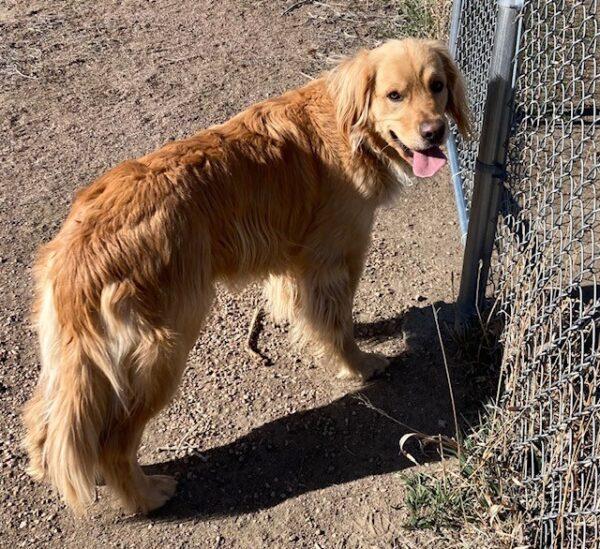 ADOPTED 3/21/24!!  Akua-2.5 years old (Male)