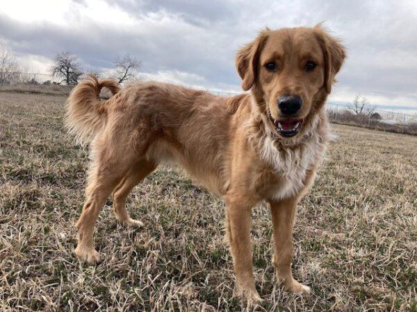 ADOPTED!!! Fig-2 years old (Male) - Image 3