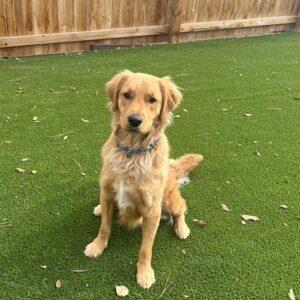 ADOPTED!!! Fig-2 years old (Male)