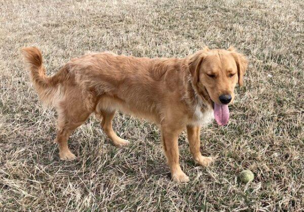 ADOPTED!!! Fig-2 years old (Male) - Image 5