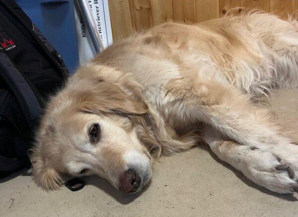 ADOPTED 4/27/24!! Stella Bella-8.5 years old (Female) - Image 2