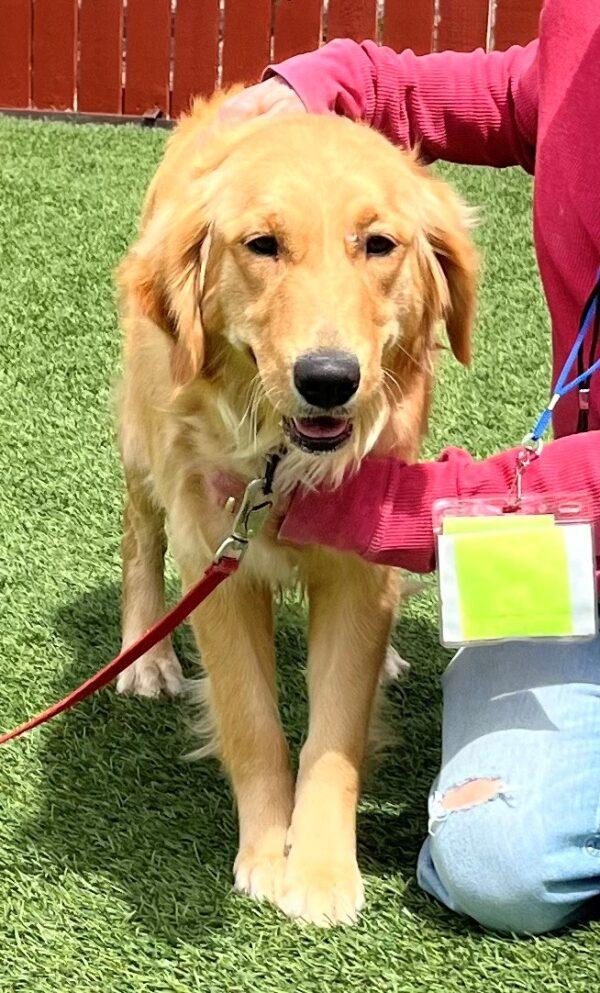 ADOPTED!!! Lottie-1 year old (Female) - Image 2