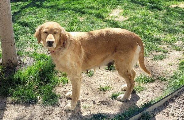 ADOPTED!!  Missy-5 years old (Female) - Image 5