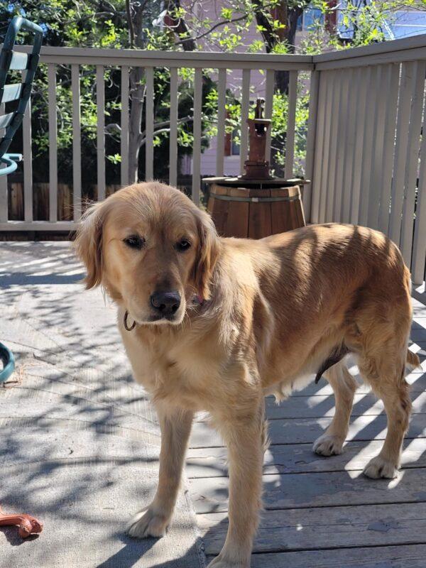 ADOPTED!!  Missy-5 years old (Female) - Image 2