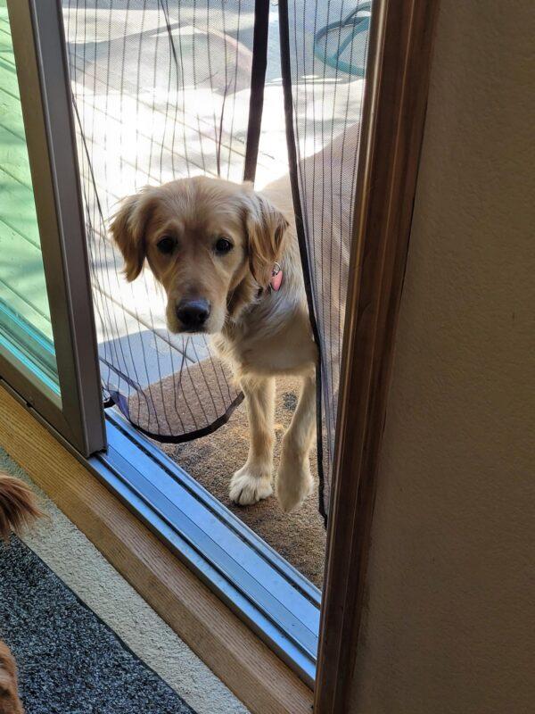 ADOPTED!!  Missy-5 years old (Female) - Image 3