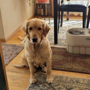 ADOPTED!!  Missy-5 years old (Female)