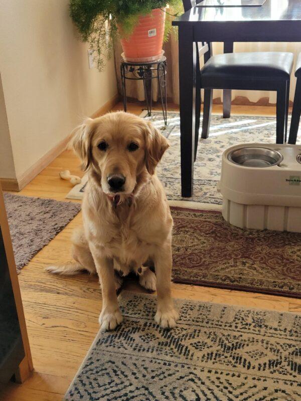 ADOPTED!!  Missy-5 years old (Female)