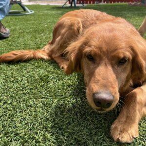 ADOPTED 5/24/24!!  June-5.5 years old (Female)