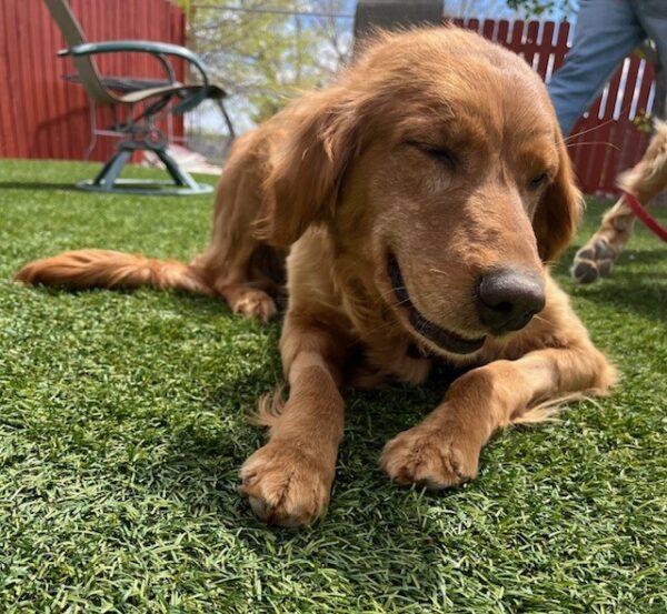 ADOPTED 5/24/24!!  June-5.5 years old (Female) - Image 3
