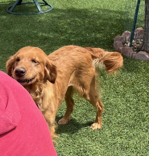 ADOPTED 5/24/24!!  June-5.5 years old (Female) - Image 4