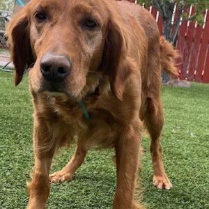 ADOPTED 5/18/24!! Scout-5.5 years old (Female)