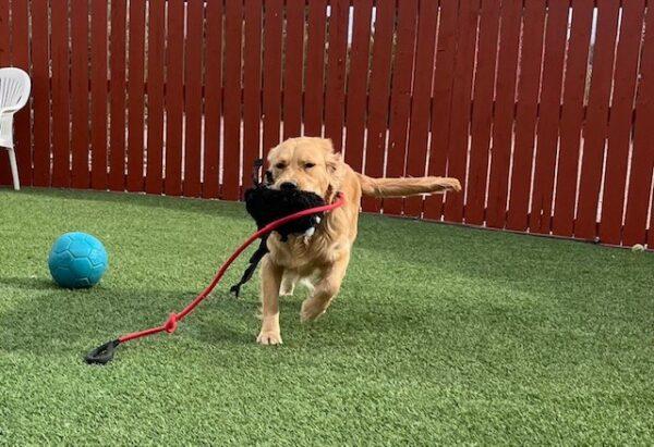 ADOPTED 4/25/24!! T2-1 year old (Male) - Image 3
