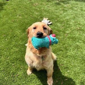 ADOPTED!! Sahara-2 years old (Female)
