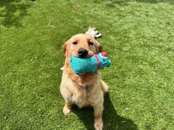 ADOPTED!! Sahara-2 years old (Female)