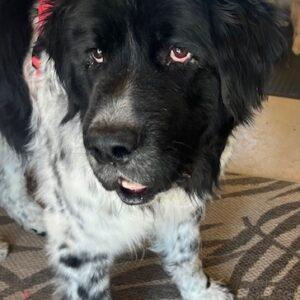 ADOPTED 7/13/24!! Sam-9 years old (Male-Newfoundland)