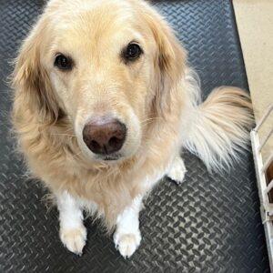 ADOPTED 4/27/24!! Stella Bella-8.5 years old (Female)