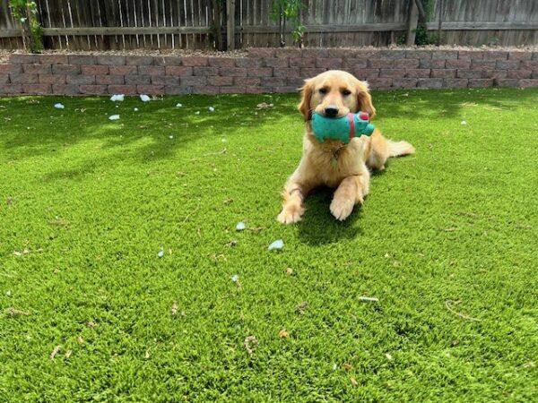 ADOPTED!! Sahara-2 years old (Female) - Image 5