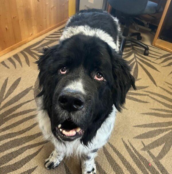ADOPTED 7/13/24!! Sam-9 years old (Male-Newfoundland) - Image 5